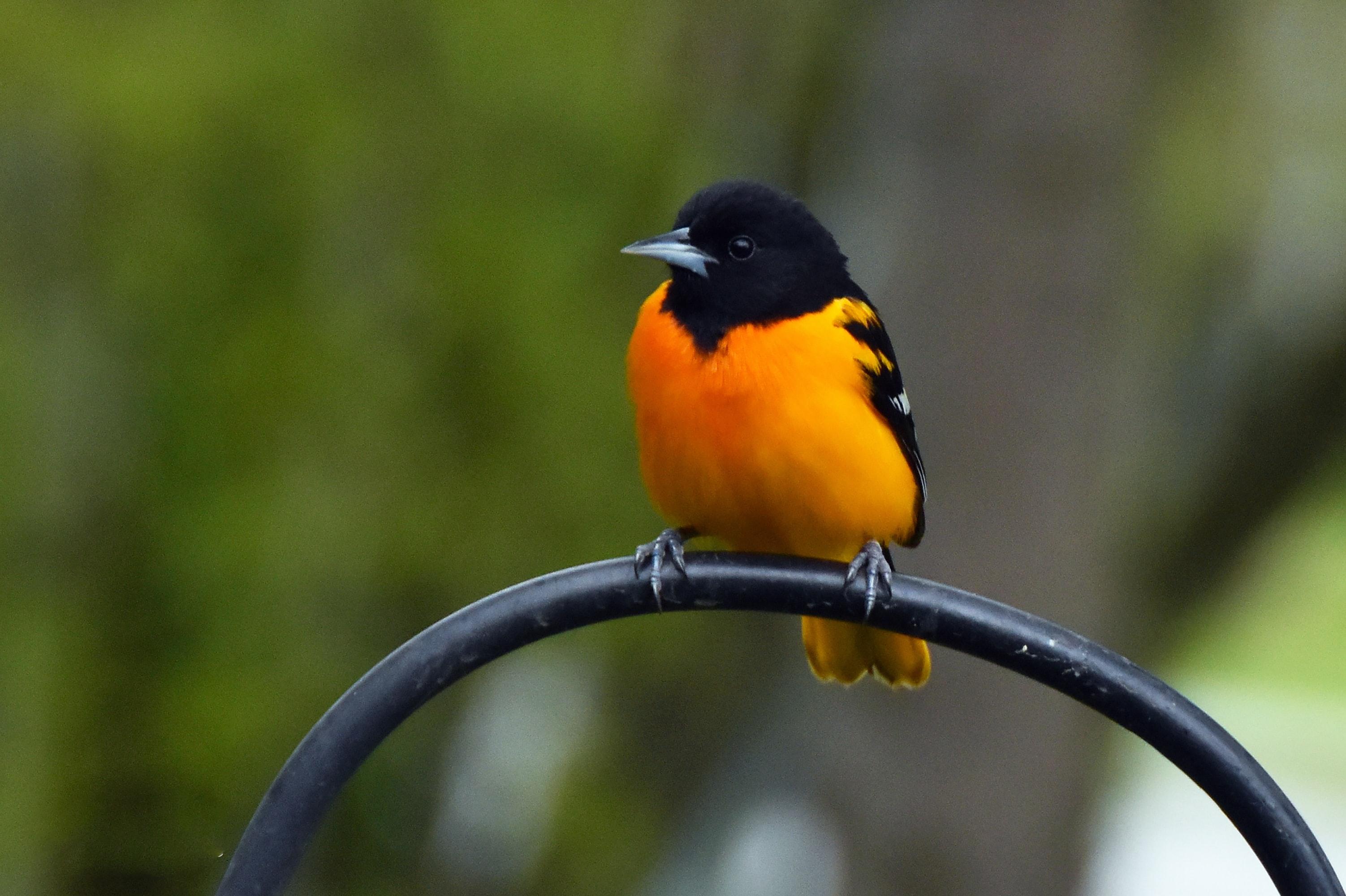 Photo of an Oriole
